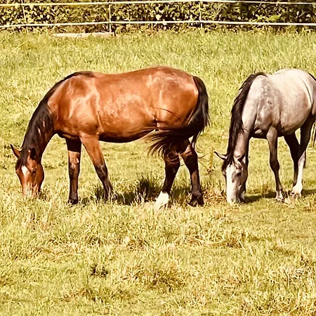 Au Rendez-vous Des Amis 2*